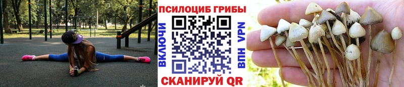 Псилоцибиновые грибы прущие грибы  blacksprut ССЫЛКА  Суджа 